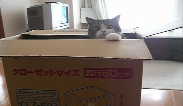 大きな箱とねこ　（A Big Box and a Cat)